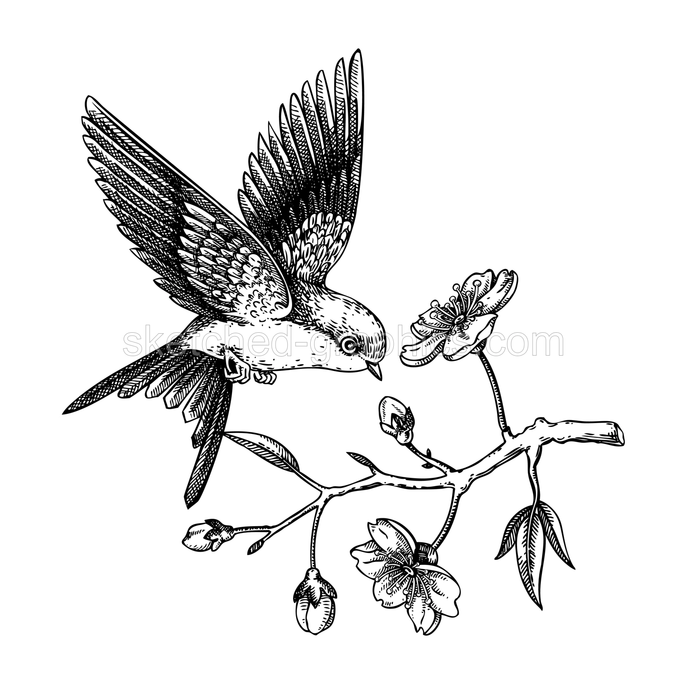 Swallow bird sketch. Cherry blossom hand drawn vector illustration. Sakura flowers drawing. Spring design. NOT AI generated. Illustration